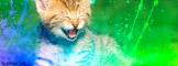 Kittie