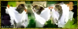 Kitties