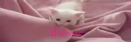 kitty cat welcome sign