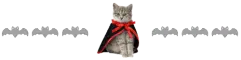cat dracula