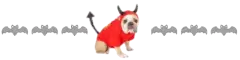 dog devil