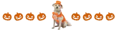 dumb and dumber lloyd dog 